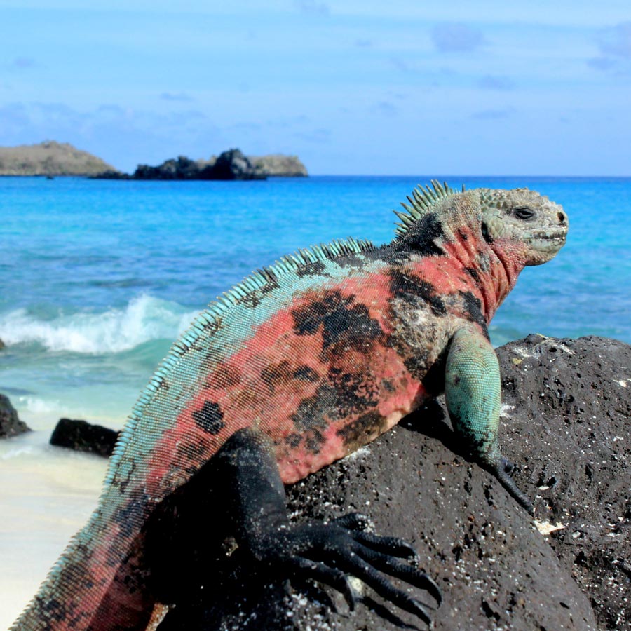 Croaziera in Galapagos